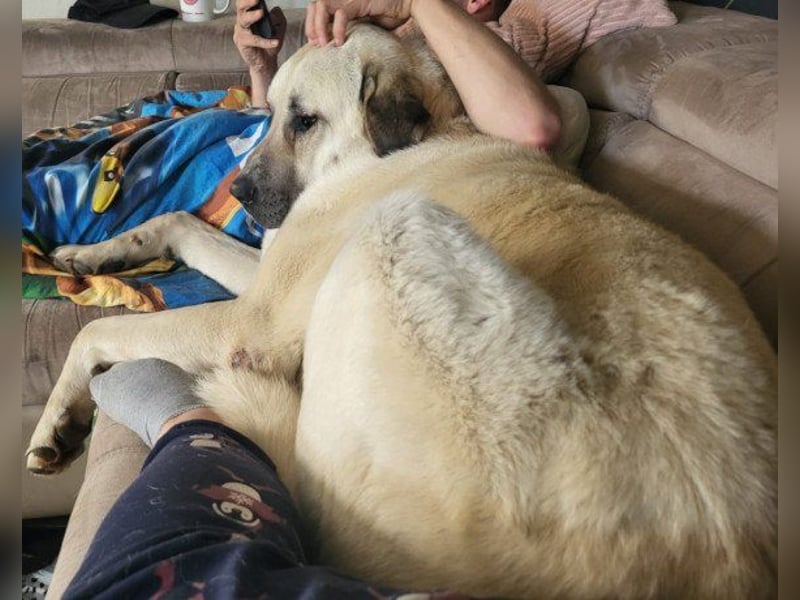 Riesen"Baby"Kangal♥Ares♥ 99718 Greussen