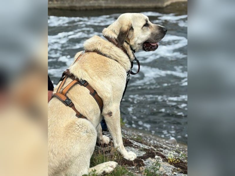 Riesen-Baby-Kangal ♥Ares♥ wartet schon in 99718 Greussen auf seine Für-Immer-Menschen