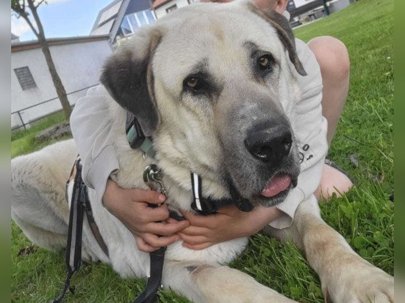 Riesen"Baby"Kangal♥Ares♥ 99718 Greussen