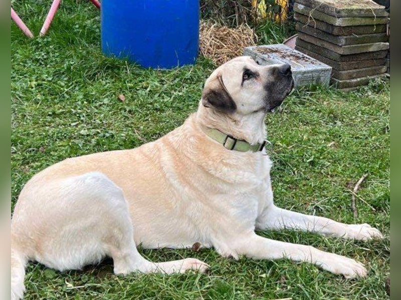 Riesen"Baby"Kangal♥Ares♥ 99718 Greussen