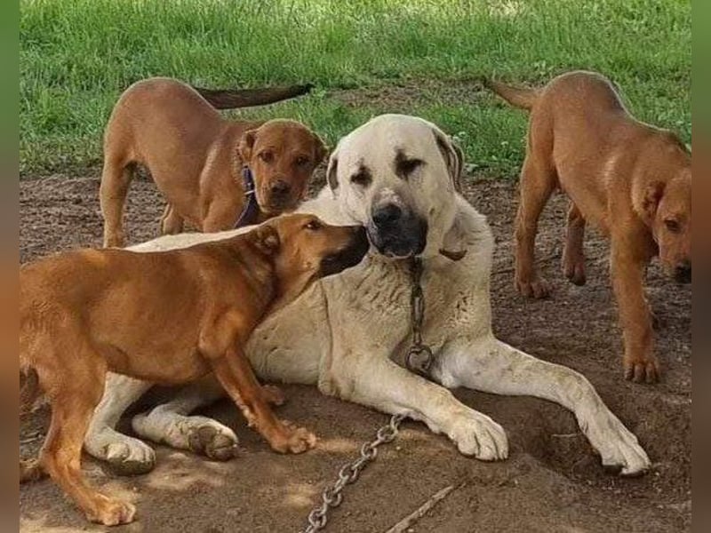 Riesen"Baby"Kangal♥Ares♥ 99718 Greussen