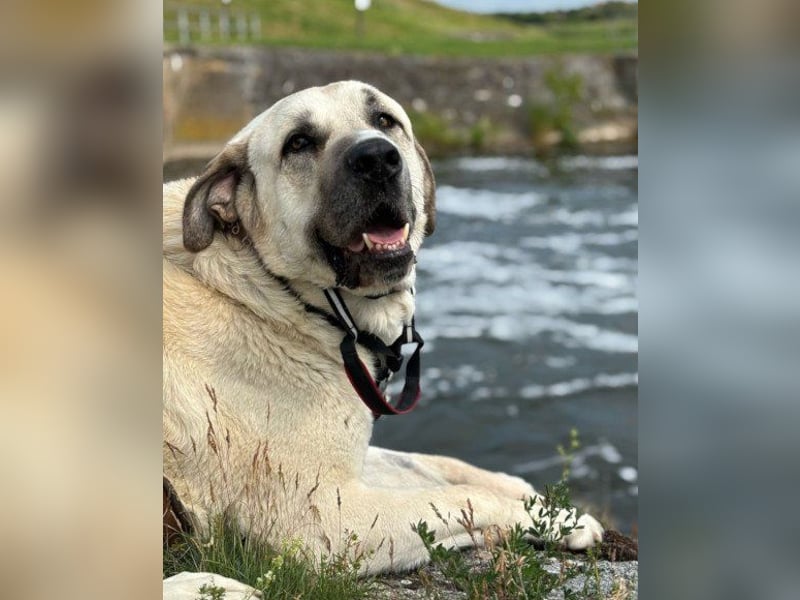 Riesen-Baby-Kangal ♥Ares♥ wartet schon in 99718 Greussen auf seine Für-Immer-Menschen