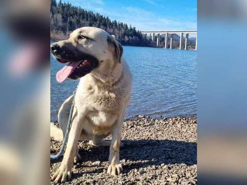 Riesen-Baby-Kangal ♥Ares♥ wartet schon in 99718 Greussen auf seine Für-Immer-Menschen