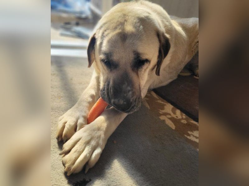 Riesen"Baby"Kangal♥Ares♥ 99718 Greussen