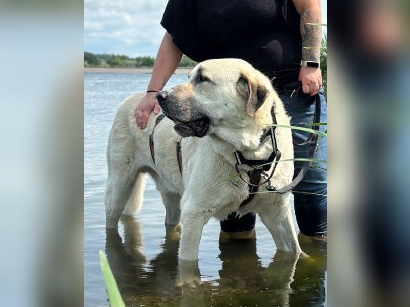 Riesen-Baby-Kangal ♥Ares♥ wartet schon in 99718 Greussen auf seine Für-Immer-Menschen