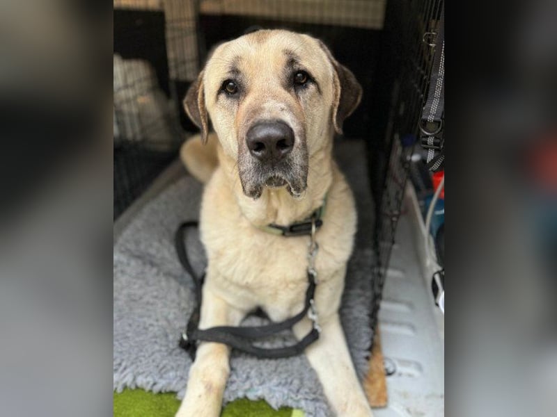 Riesen"Baby"Kangal♥Ares♥ 99718 Greussen