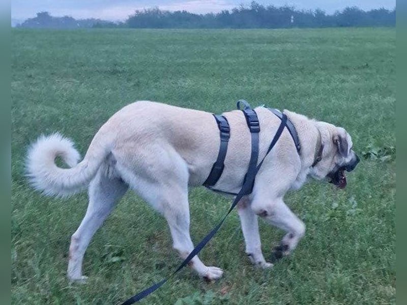 Riesen"Baby"Kangal♥Ares♥ 99718 Greussen
