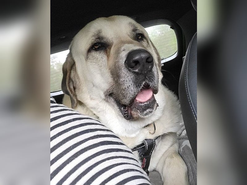 Riesen"Baby"Kangal♥Ares♥ 99718 Greussen