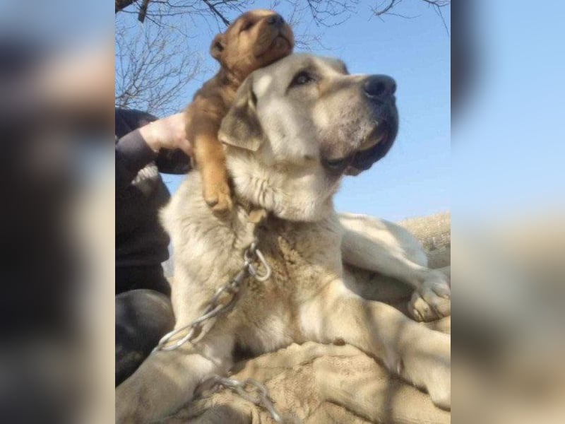Riesen"Baby"Kangal♥Ares♥ 99718 Greussen