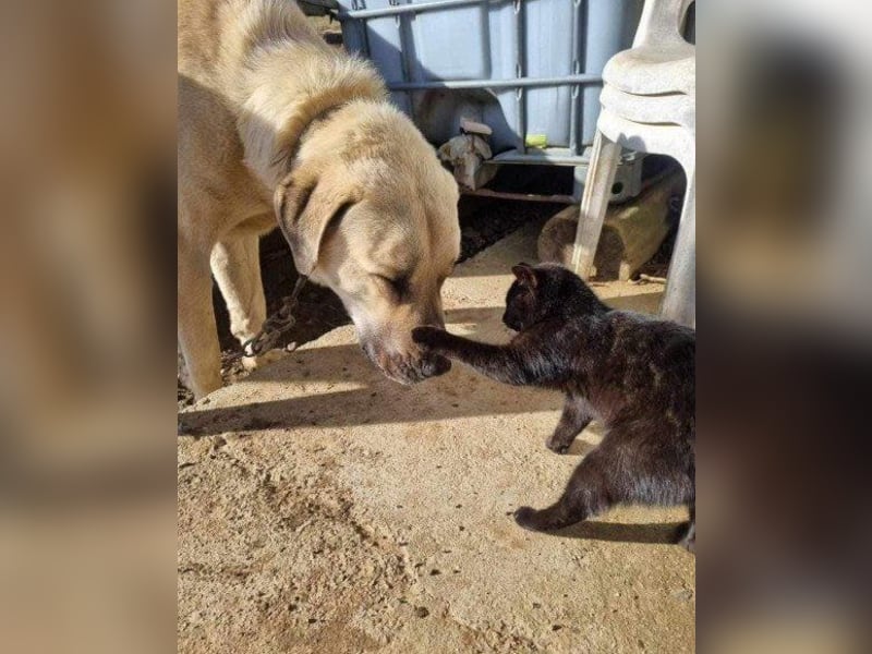 Riesen"Baby"Kangal♥Ares♥ 99718 Greussen