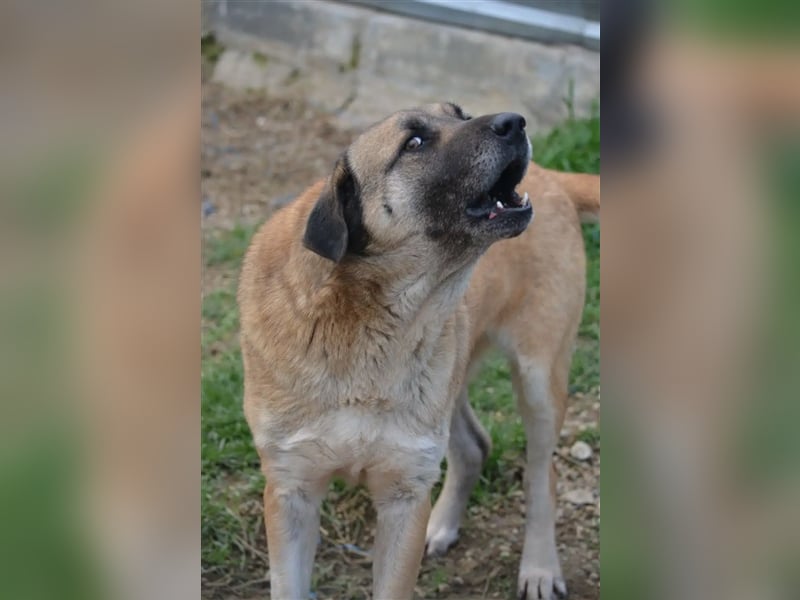 „Aslan“, gut verträglich, sucht ein stabiles Zuhause, gerne mit Artgenossen