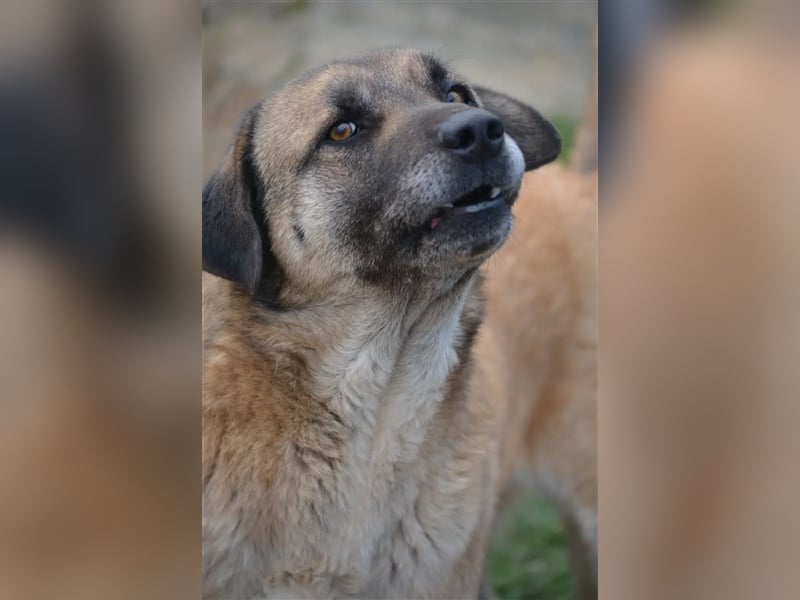 „Aslan“, gut verträglich, sucht ein stabiles Zuhause, gerne mit Artgenossen
