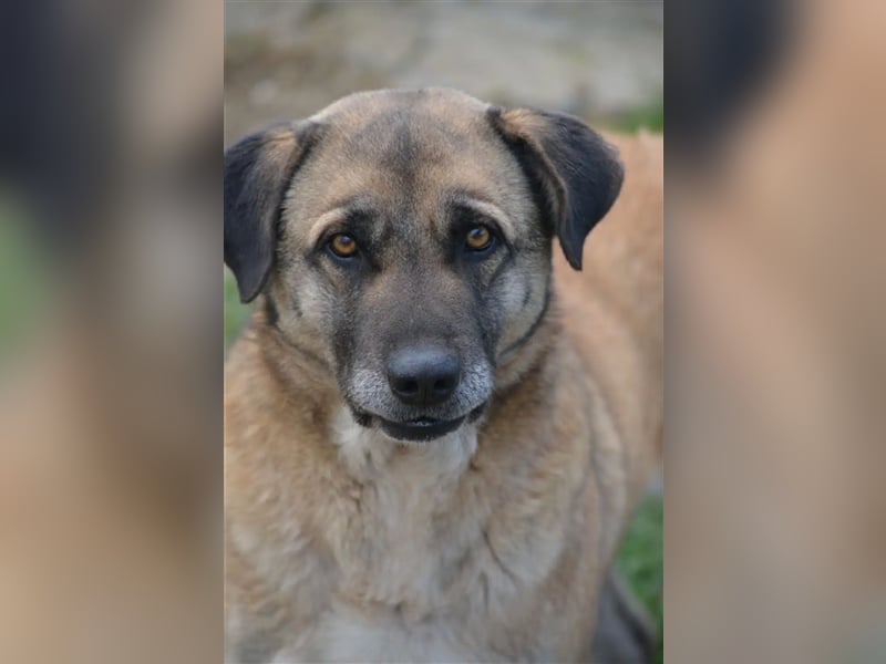 „Aslan“, gut verträglich, sucht ein stabiles Zuhause, gerne mit Artgenossen