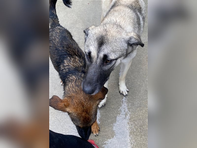 Herdenschutzhund Mischling Tag Kangal Sarplaniac Mischling sucht ein erfahrenes Zuhause
