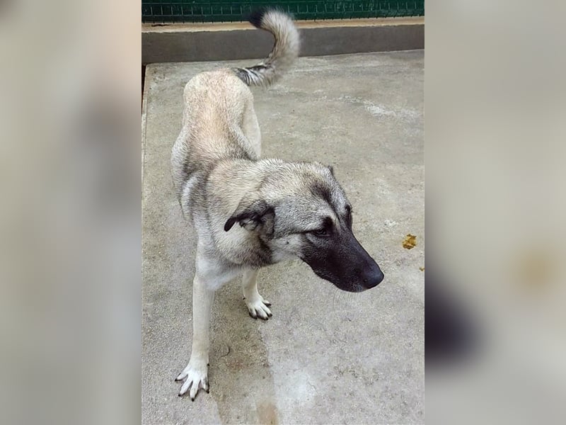 Herdenschutzhund Mischling Tag Kangal Sarplaniac Mischling sucht ein erfahrenes Zuhause
