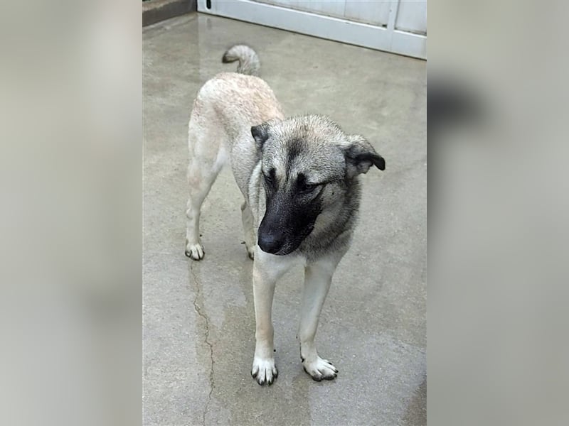 Herdenschutzhund Mischling Tag Kangal Sarplaniac Mischling sucht ein erfahrenes Zuhause