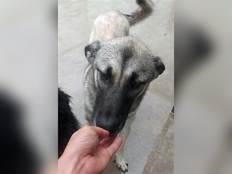 Herdenschutzhund Mischling Tag Kangal Sarplaniac Mischling sucht ein erfahrenes Zuhause