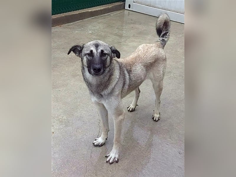 Herdenschutzhund Mischling Tag Kangal Sarplaniac Mischling sucht ein erfahrenes Zuhause