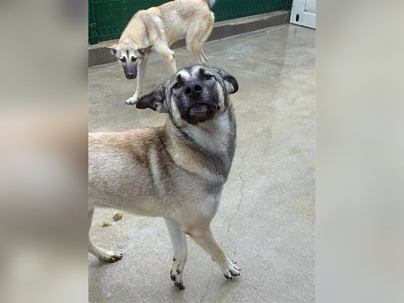 Herdenschutzhund Mischling Tag Kangal Sarplaniac Mischling sucht ein erfahrenes Zuhause
