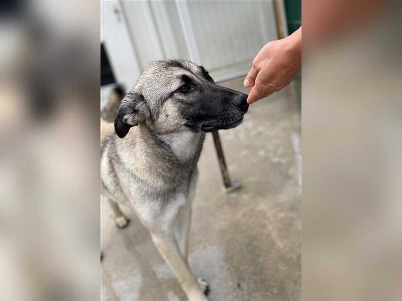 Herdenschutzhund Mischling Tag Kangal Sarplaniac Mischling sucht ein erfahrenes Zuhause
