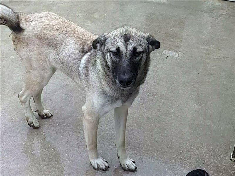 Herdenschutzhund Mischling Tag Kangal Sarplaniac Mischling sucht ein erfahrenes Zuhause