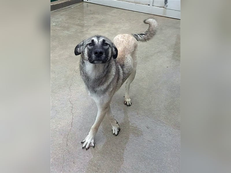 Herdenschutzhund Mischling Tag Kangal Sarplaniac Mischling sucht ein erfahrenes Zuhause
