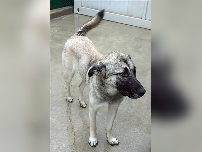 Herdenschutzhund Mischling Tag Kangal Sarplaniac Mischling sucht ein erfahrenes Zuhause
