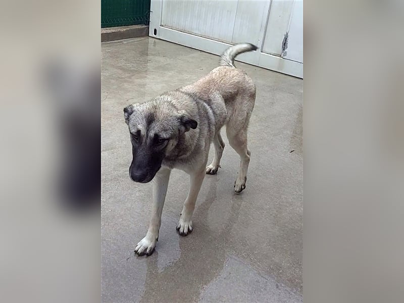 Herdenschutzhund Mischling Tag Kangal Sarplaniac Mischling sucht ein erfahrenes Zuhause