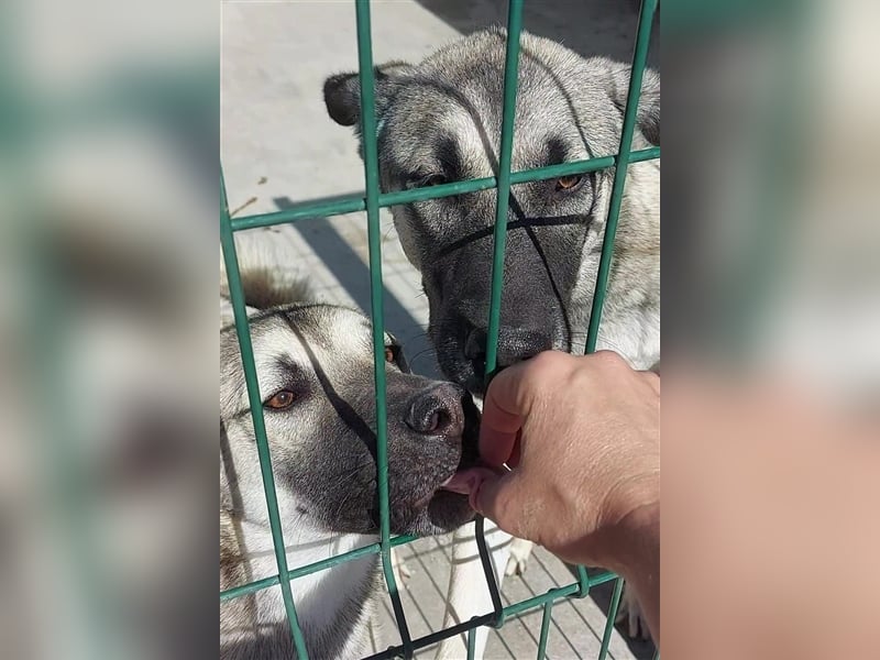 Herdenschutzhund Mischling Tag Kangal Sarplaniac Mischling sucht ein erfahrenes Zuhause