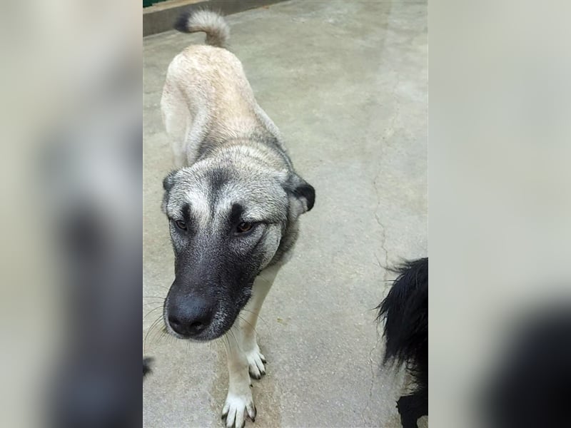 Herdenschutzhund Mischling Tag Kangal Sarplaniac Mischling sucht ein erfahrenes Zuhause