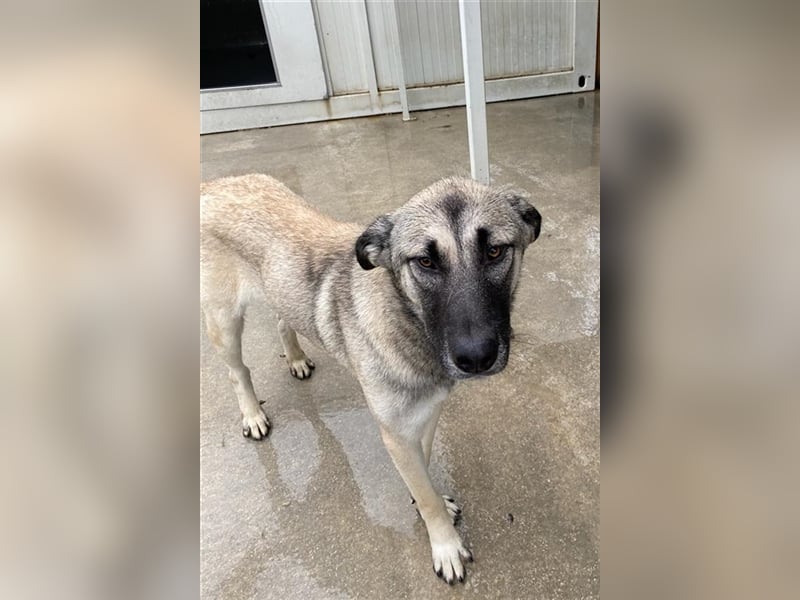 Herdenschutzhund Mischling Tag Kangal Sarplaniac Mischling sucht ein erfahrenes Zuhause
