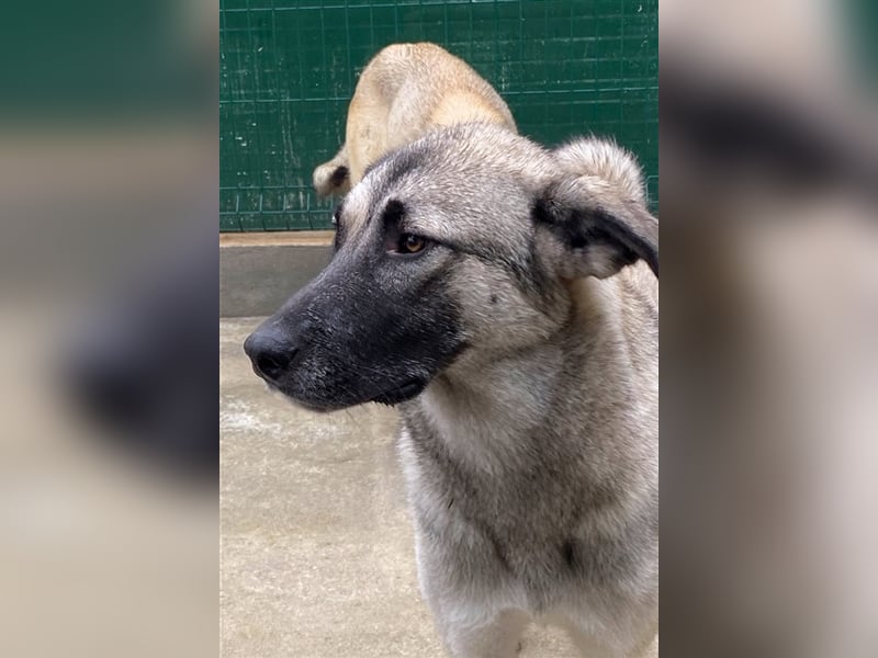 Herdenschutzhund Mischling Tag Kangal Sarplaniac Mischling sucht ein erfahrenes Zuhause