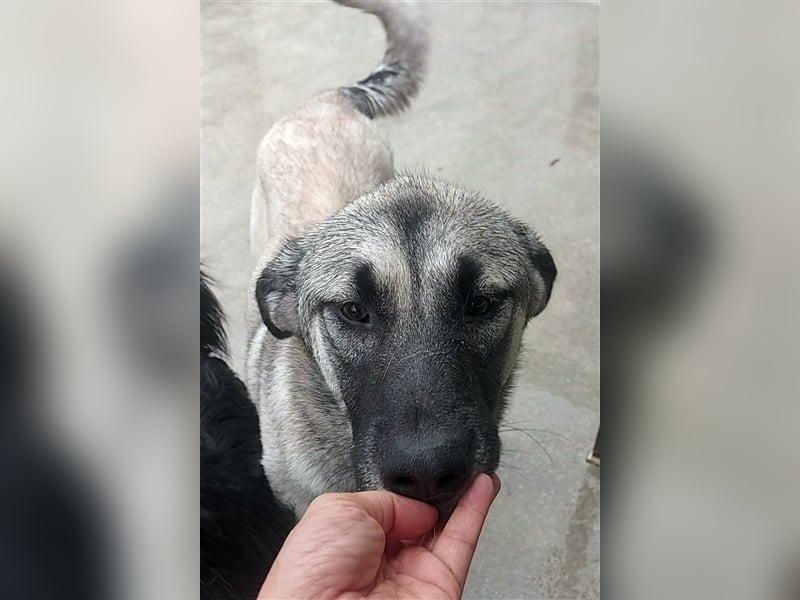 Herdenschutzhund Mischling Tag Kangal Sarplaniac Mischling sucht ein erfahrenes Zuhause