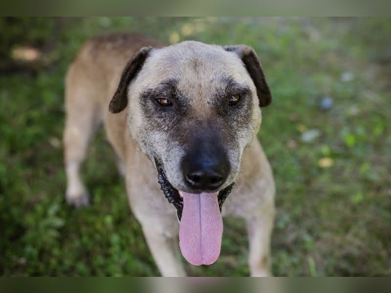 DARIJO - der liebe Kangal-Mix-Rüde sucht hundeerfahrene Menschen und träumt von einem eigenen Garten