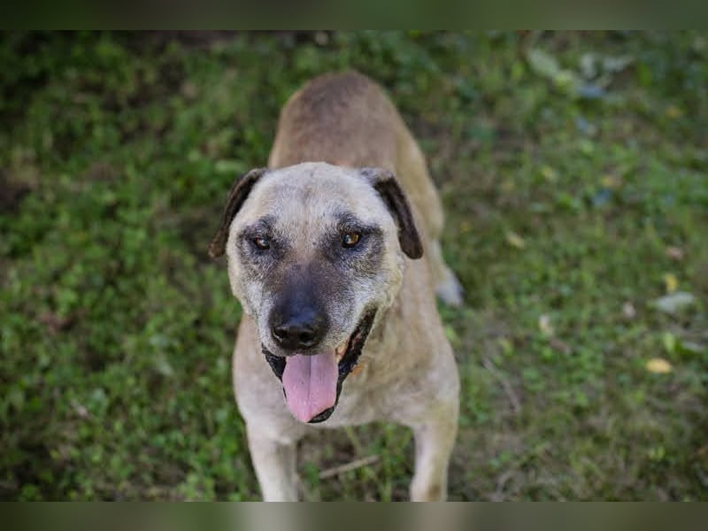 DARIJO - der liebe Kangal-Mix-Rüde sucht hundeerfahrene Menschen und träumt von einem eigenen Garten