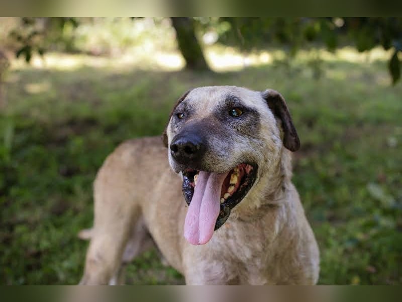DARIJO - der liebe Kangal-Mix-Rüde sucht hundeerfahrene Menschen und träumt von einem eigenen Garten