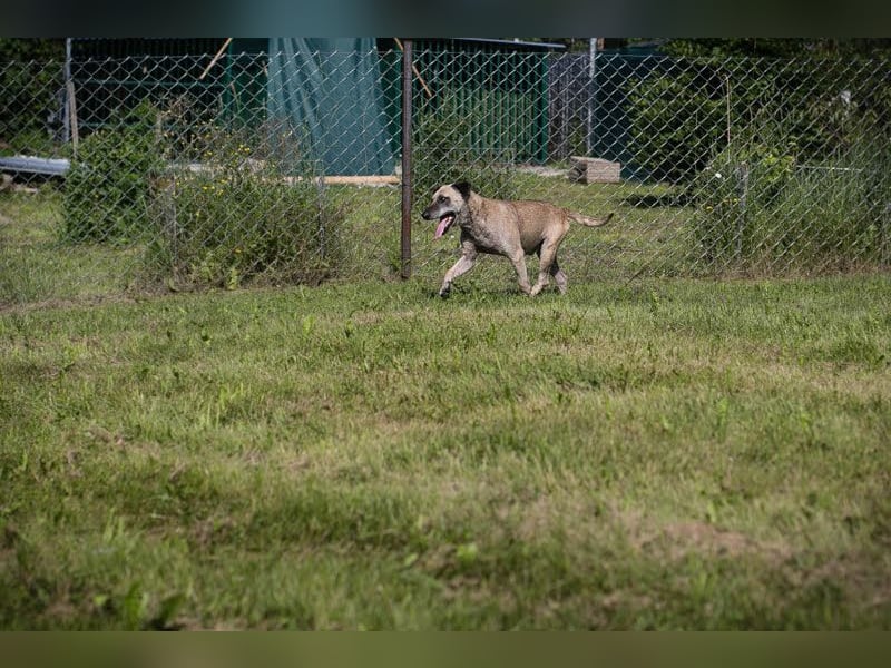 DARIJO - der liebe Kangal-Mix-Rüde sucht hundeerfahrene Menschen und träumt von einem eigenen Garten
