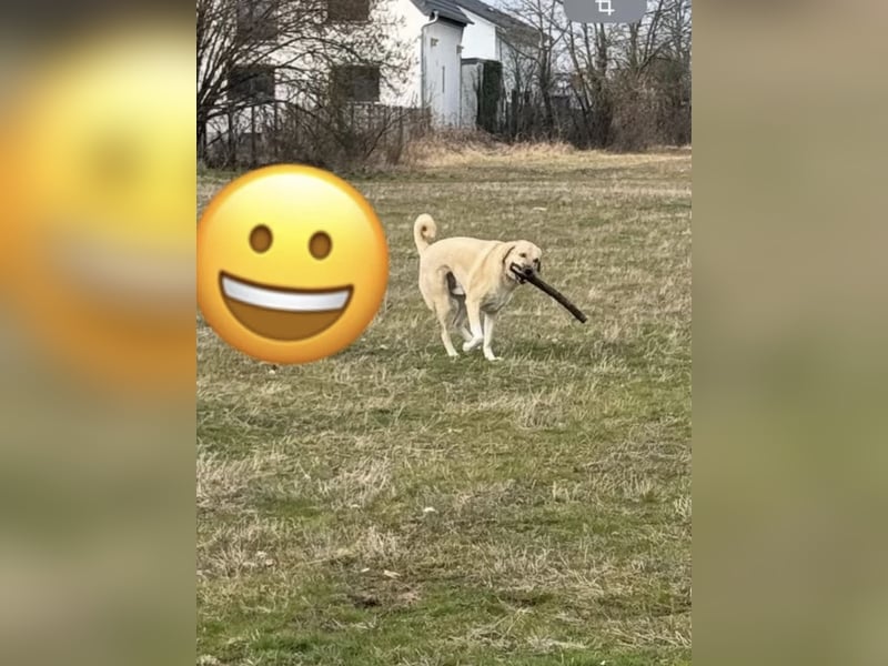Liebevoller Kangal sucht eine neue Familie