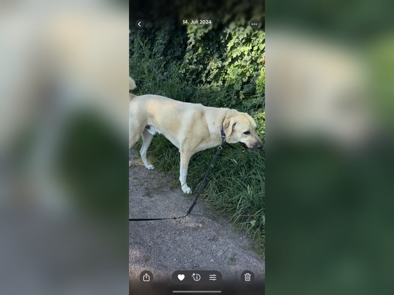 Liebevoller Kangal sucht eine neue Familie