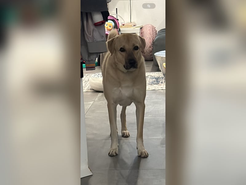 Liebevoller Kangal sucht eine neue Familie