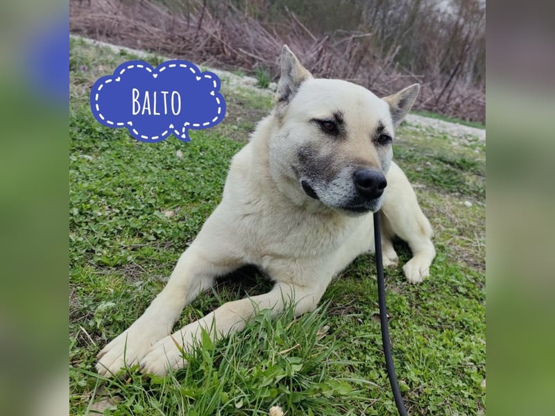 Balto ein großer braver Bub
