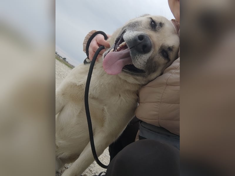 Balto ein großer braver Bub
