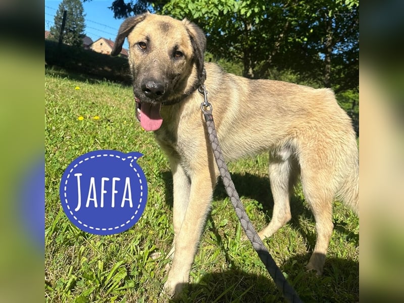 Jaffa ein gutmütiger lieber Kerl