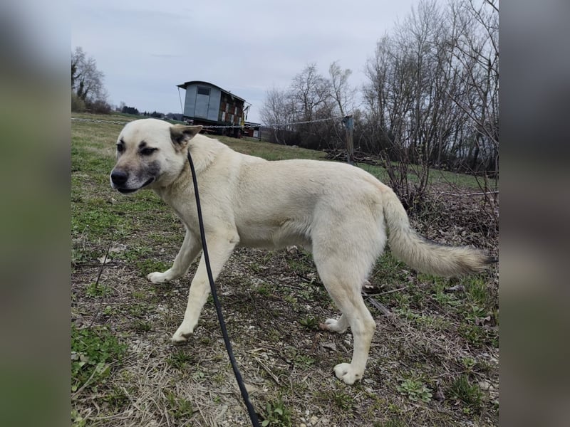 Balto ein großer braver Bub