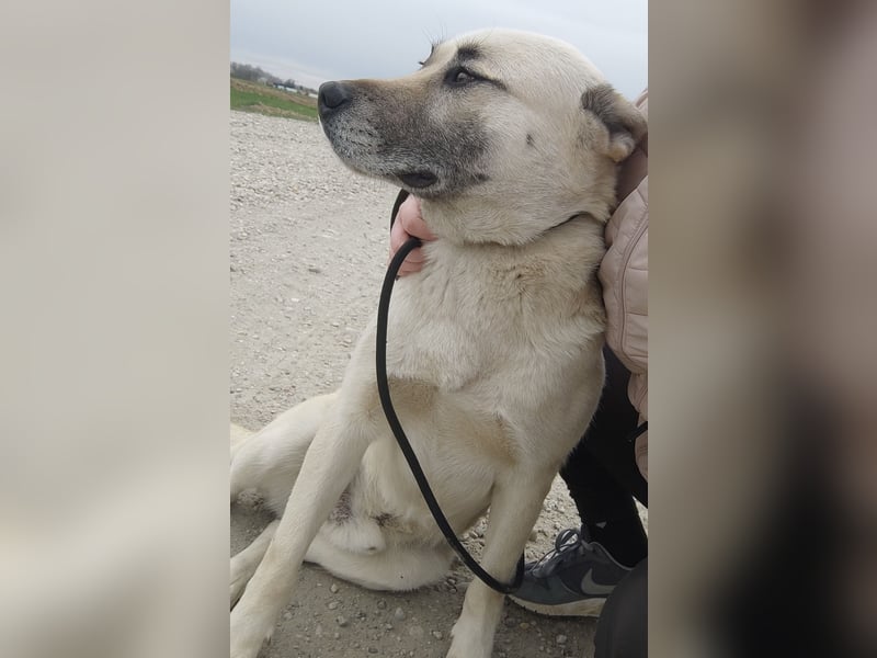 Balto ein großer braver Bub