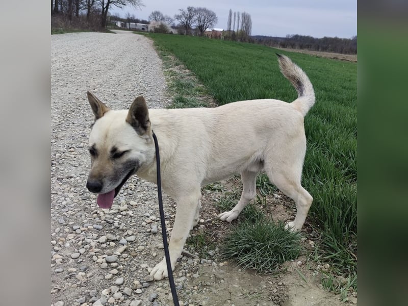 Balto ein großer braver Bub