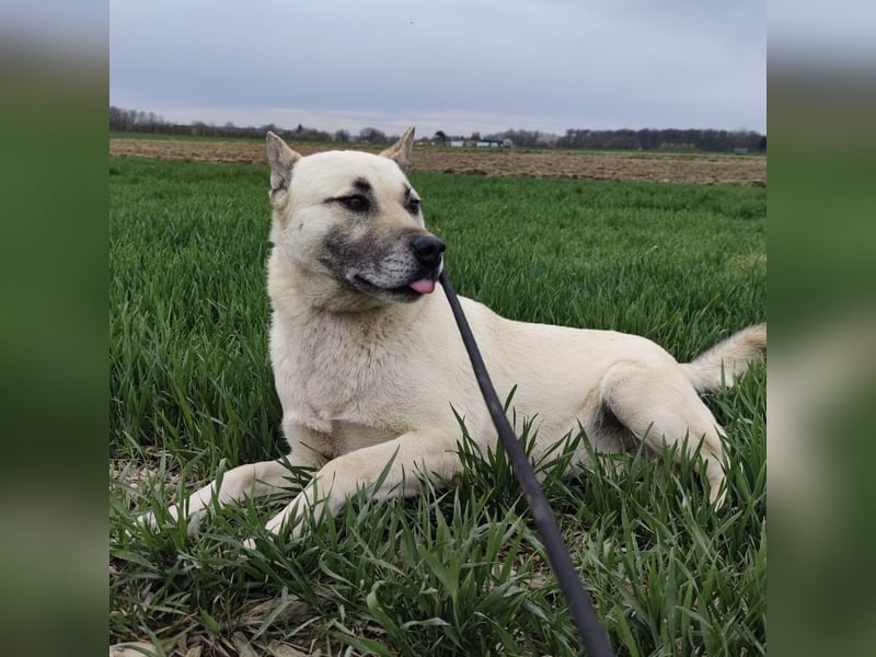Balto ein großer braver Bub