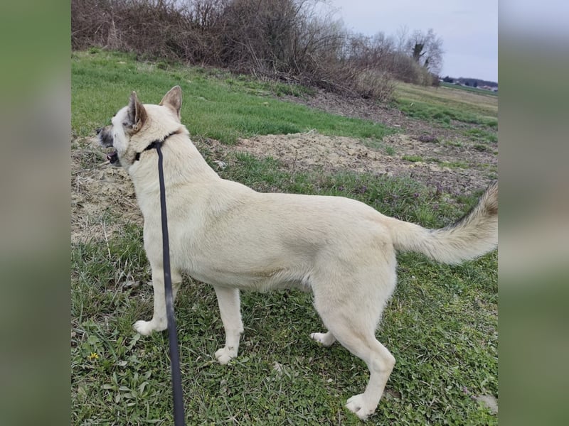 Balto ein großer braver Bub