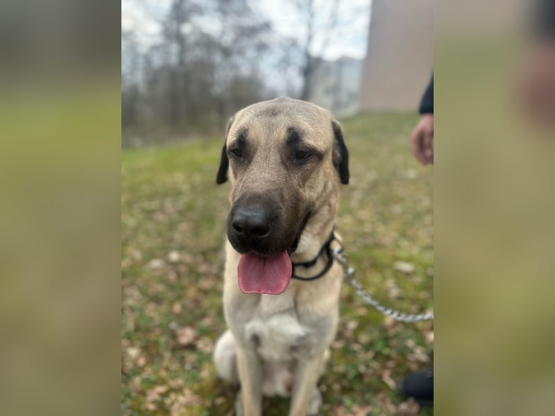 Aslan sucht dringend ein neues Zuhause !