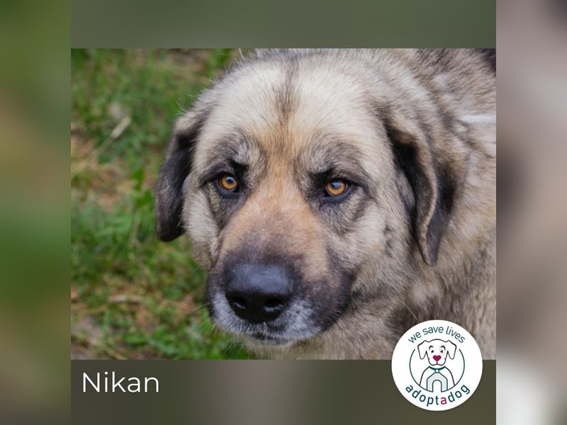 Nikan: Sucht ein Zuhause